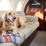 A complete guide to flying with your pets